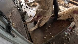 Shearing Run Two Ireland July 2026