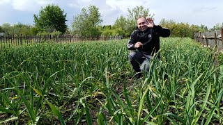 МУЖ СТРОИТ,ДЕЛАЕТ РЕМОНТ!САЖАЮ КАРТОФЕЛЬ!СНЕГ В МАЕ!БУДЕМ С ЧЕСНОКОМ,МЫ НА ДАЧЕ!БУДНИ С ДЕРЕВНИ