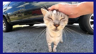 車の下にいた野良猫が不思議な鳴き声で楽しい