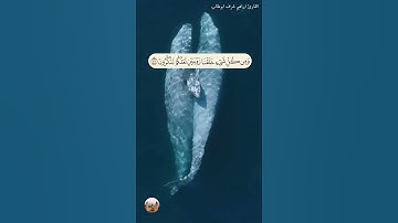 ( وَمِنْ كُلِّ شَيْءٍ خَلَقْنَا زَوْجَيْنِ لَعَلَّكُمْ تَذَكَّرُونَ ) القارئ ابراهيم شرف ابوطالب