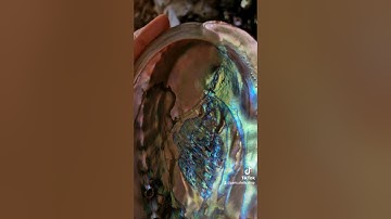 Red abalone shell, amazing colors! #collection #abalone #shells