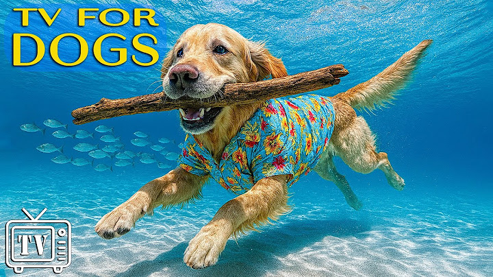Soothe Dog’s Anxiety | Dog TV - Relaxing Music & Videos for Dogs | Keep Dogs Entertained Home Alone