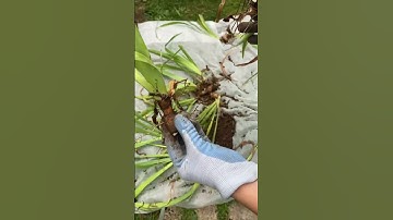 Now is the best time to divide you bearded irises!