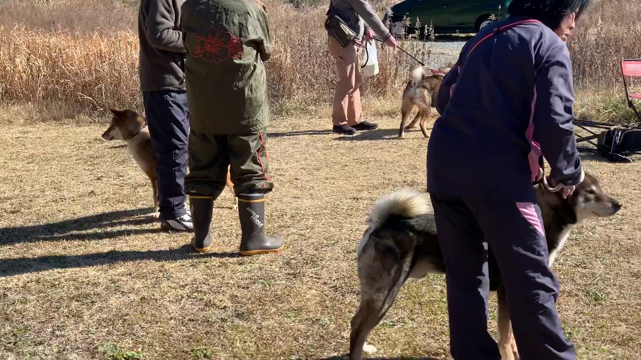 四国犬 神奈川県逗子で鑑賞会 YouTube