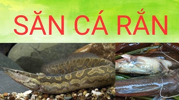 Đi cắm câu | Săn cá chạch mùa nước lên | Ông giáo Vlog |