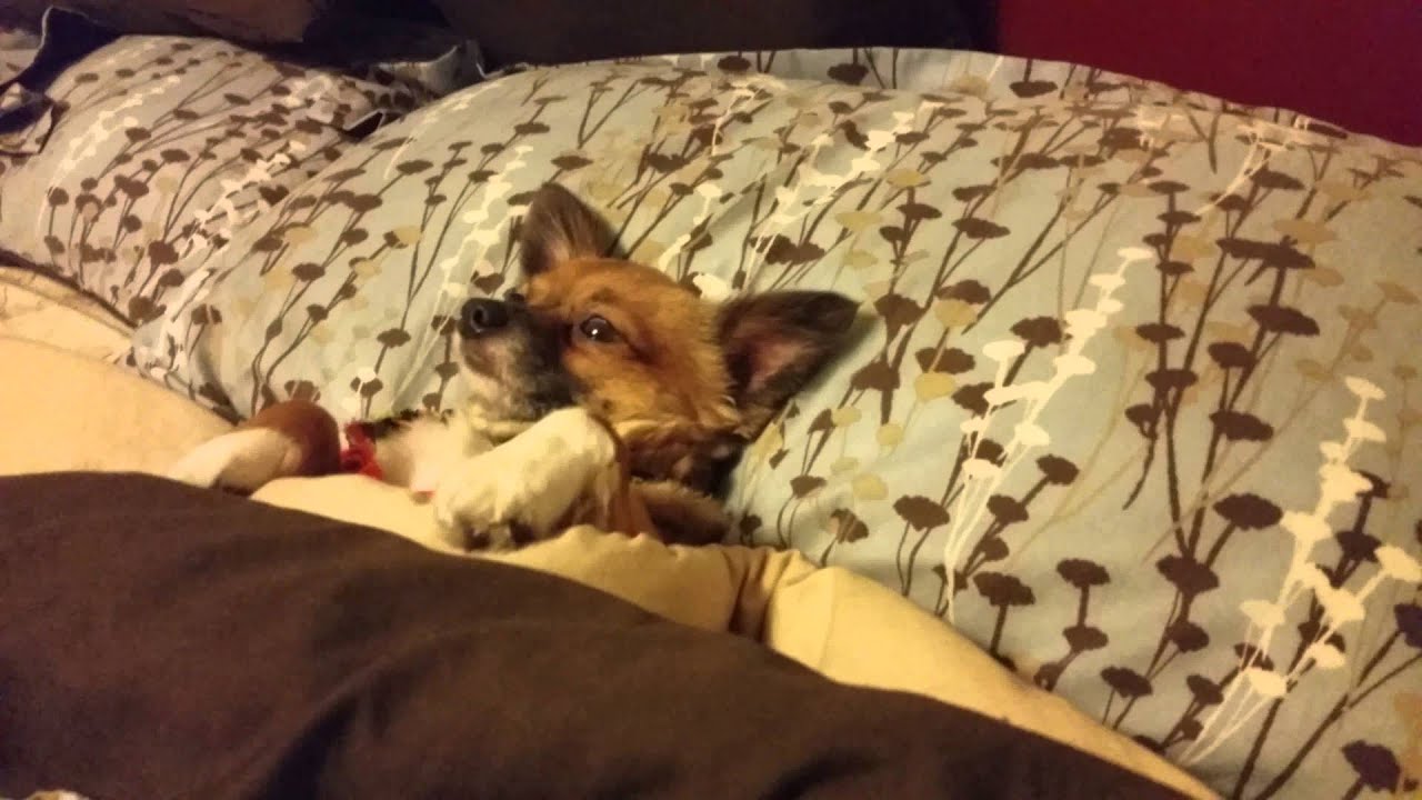 Funny Dog Sleeps Like Human! YouTube