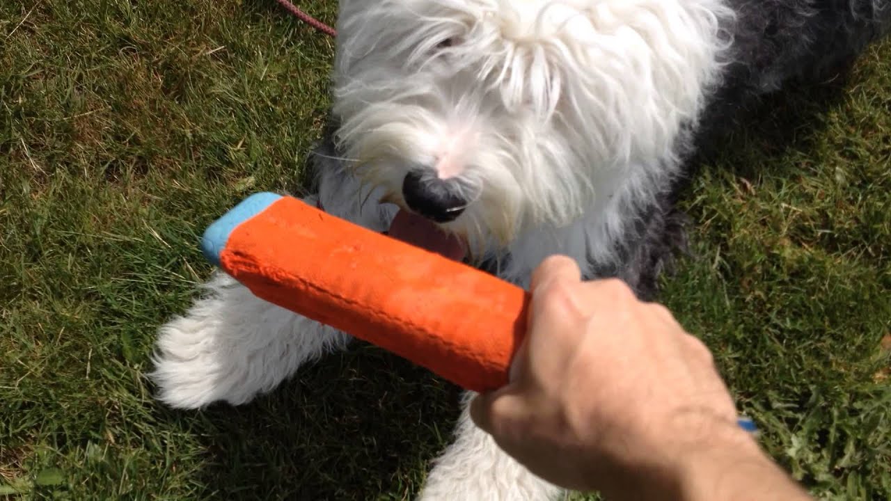 Dog Training Tips Games with Your Dog YouTube