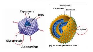 Chapter 15   Pathogenicity Lecture Part 1