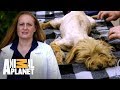 Cadela que mora na rua é resgatada! | Pit bulls e condenados | Animal Planet Brasil
