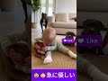 😂😳急に優しい |suddenly kind #youtubeshorts #cute #baby #funny #pets