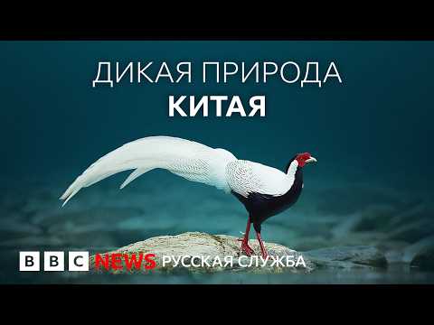 Гуандун: дикая природа, которая не встречается больше нигде на Земле | Документальный фильм Би-би-си
