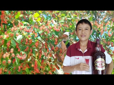 Video Trực Tiếp Hái Trái Chòi Mòi Và Ngâm Rượu: Directly... - youtube