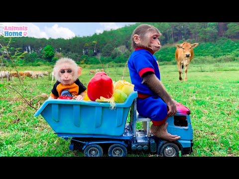 Smart BiBi harvests fruit for BBQ with baby monkey Obi