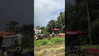 Tractor helps Rice harvester  ​shorts farmerlife farmer