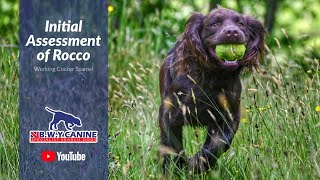 Initial Assessment of Rocco (Working Cocker Spaniel)