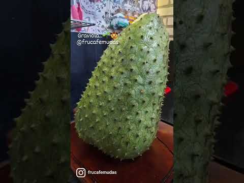 Vídeo: As sementes de guanabana são venenosas?