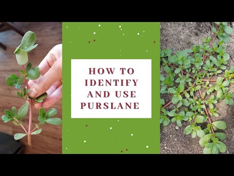 วีดีโอ: Purslane Plant: วิธีกำจัด Purslane