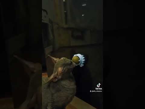 кот и кошачья мята. #shorts