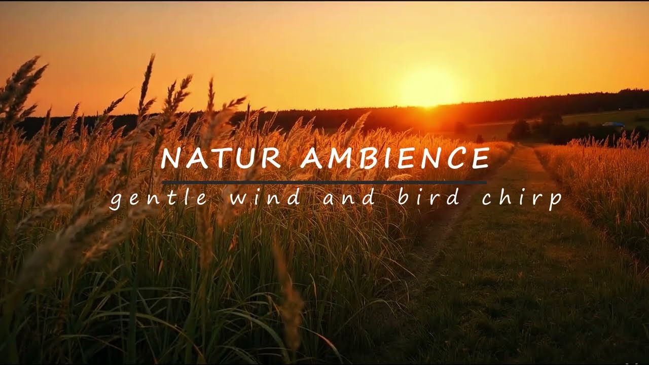 Peaceful Meadow at Sunset 🌾 Gentle Wind & Birds  Relaxing Nature Sounds 4K