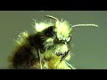 Чем Отличается Пчела-Осмия от Медоносной Пчелы? Osmia & Apis mellifera