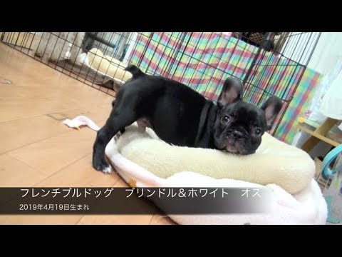 フレンチブルドッグ ブリンドル ホワイト オス 19年4月19日生まれ Youtube