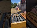 This Hive Was In BIG Trouble Beekeeping Honeybees WaxScraping SatisfyingShorts ShortsForYou This Hive Was In BIG Trouble Beekeeping Honeybees WaxScraping SatisfyingShorts ShortsForYou