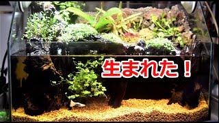 わずか10日で！？グッピーに稚魚が！【グッピーミックス化計画】 - YouTube