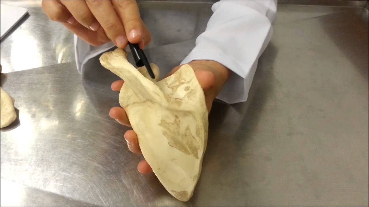 Escápula anatomia abdominal
