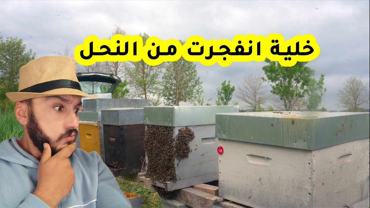 خلية نحل انفجرت من النحل و حان وقت التصرف ح 66#النحل