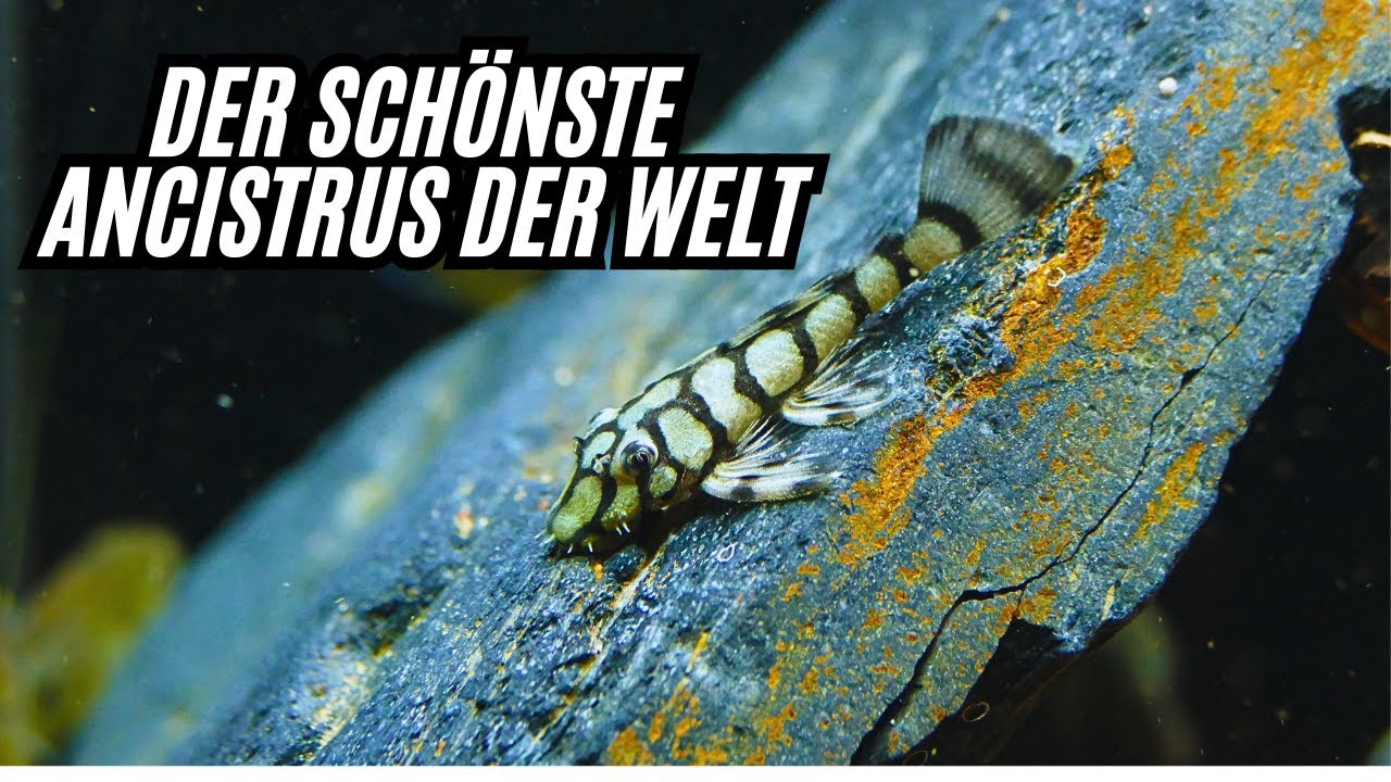 Der schönste ANTENNENWELS der WELT