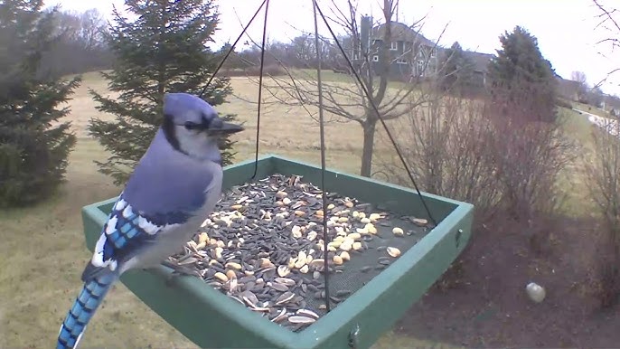 The strange physics of why blue jays look blue even though they aren't