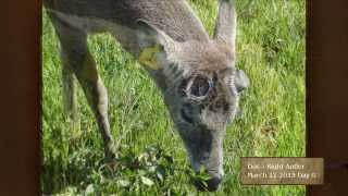 MSU Deer Lab  Watch Them Grow  Doc