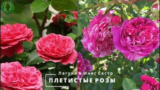 Плетистые розы Лагуна и Инес Састр- красота и аромат. Питомник 🌹 и 🌲 Е. Иващенко