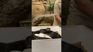 Ngeri Ular hitam || Black Snake