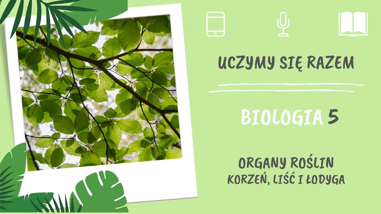 Sprawdzian Biologia Klasa 5 Dzial 3 Biologia klasa 5. Organy roślin. Korzeń, liść i łodyga. Uczymy się