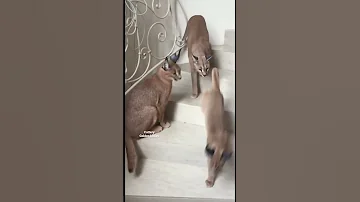 ИНТЕРЕСНЫЕ ФАКТЫ О КАРАКАЛАХ🐾🐾🐾🐾🐾🐾🐾#caracal #cats #каракал #каракет #cat#floppa#bigfloppa