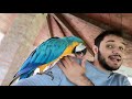 Ecco come tengo i miei pappagalli || Parrot's Channel