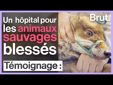 Dans cet hôpital, ces bénévoles soignent les animaux sauvages blessés