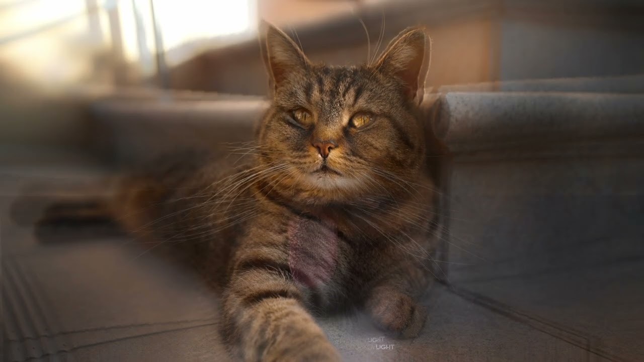 Этот котик полосатый у него четыре лапы