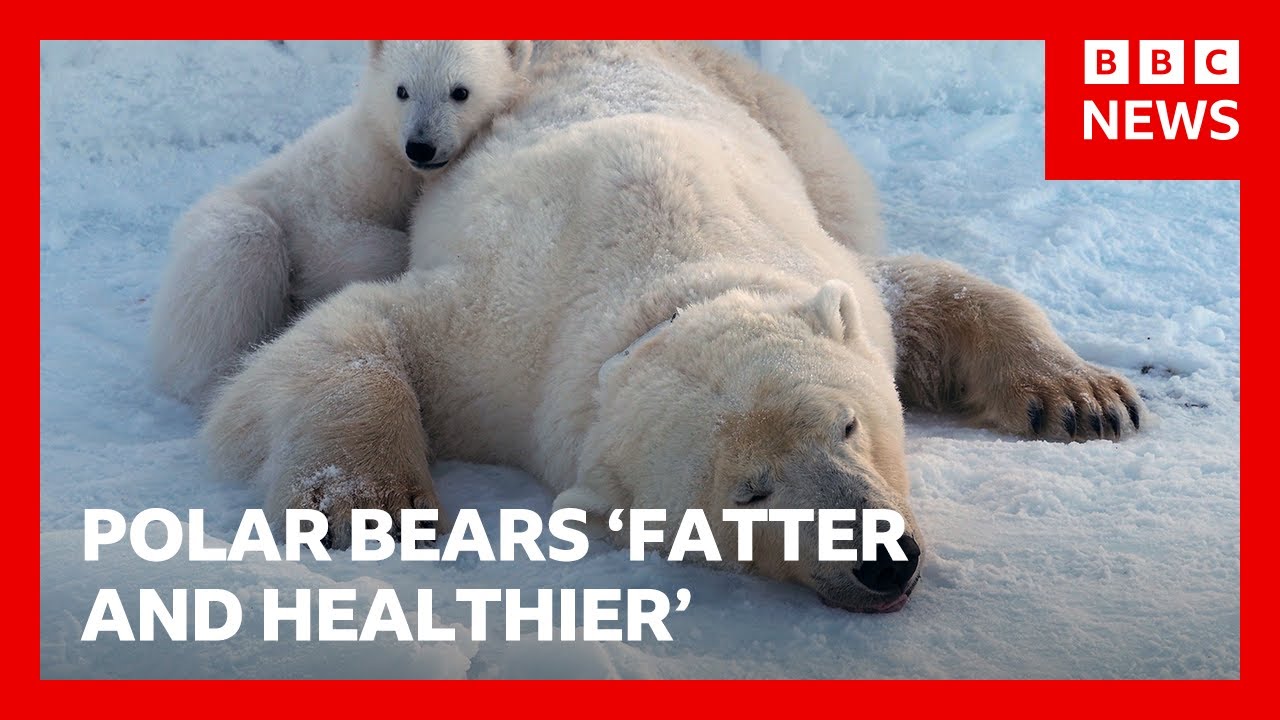 Polar bears on Norwegian islands fatter and healthier despite ice loss, scientists say | BBC News