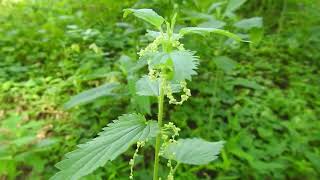 Capital Naturalist: Stinging Nettles