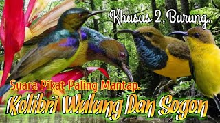 SUARA PIKAT BURUNG KOLIBRI WULUNG DAN SOGON. SUARA PIKAT ANTI JONK..