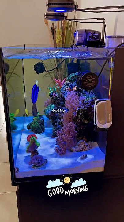 Aquascape Air Laut  #aquarium  #aquascape  #airlaut  #nemo