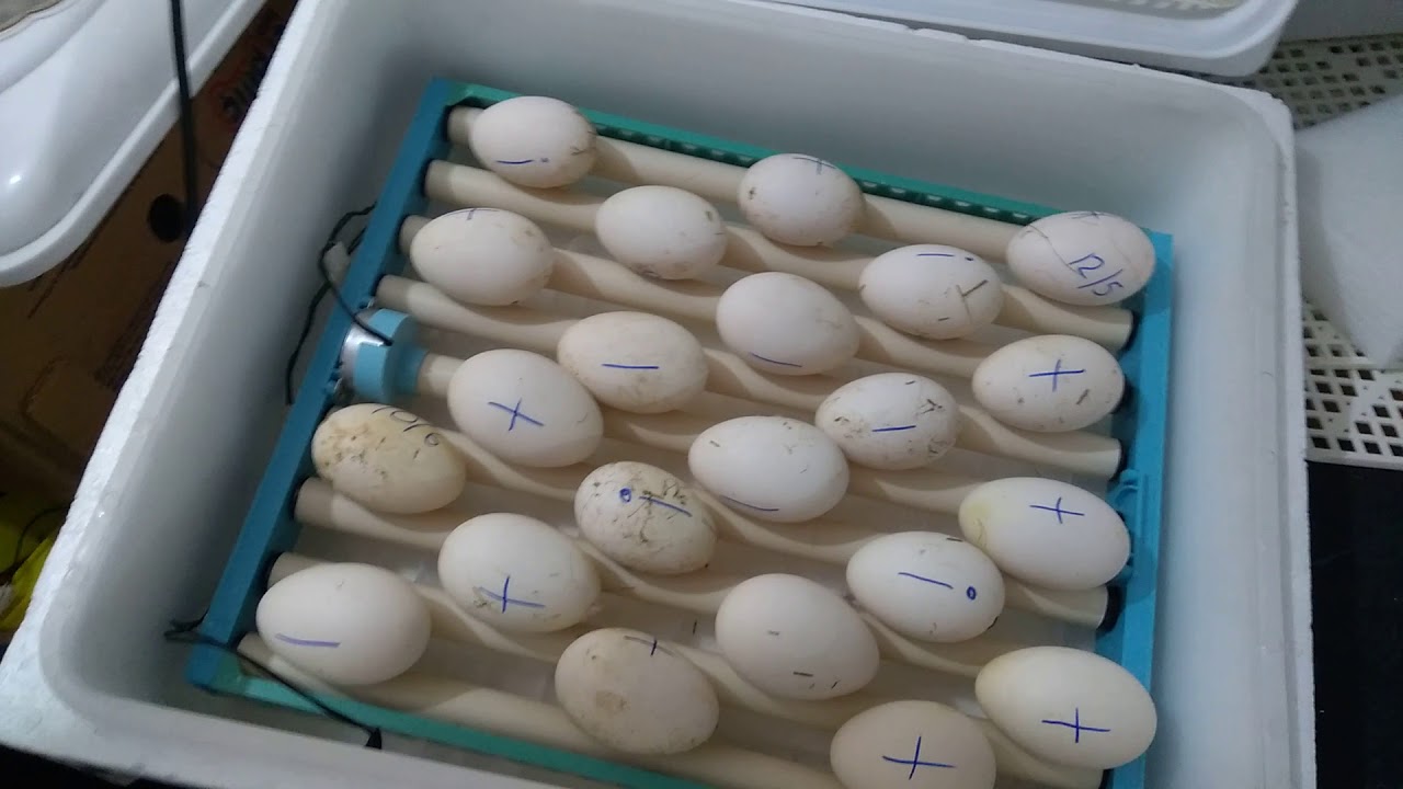 LİDER KULUÇKA KAZ ÇIKIMI VE BAŞARISI 1