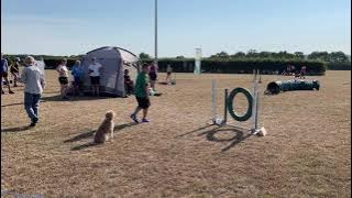 YKC Agility with Teddie at KCI - August 2022 (Dog Agility | Agility Competition)