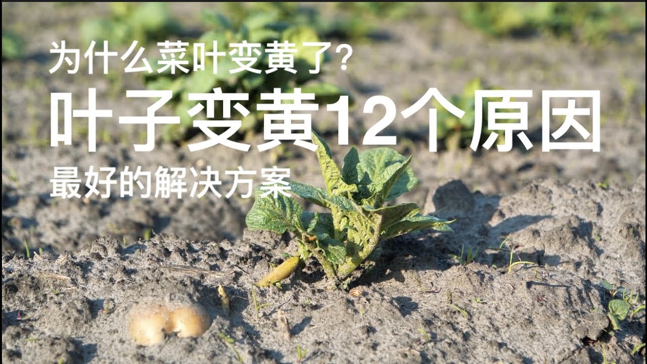 叶子变黄的12个原因｜为什么菜叶变黄了？｜最好的解决方案