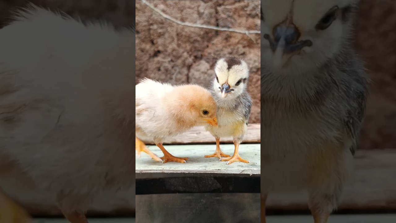 chiki様　2個目 two chicks 🐥🐥 #chicken #chicks #shorts - YouTube