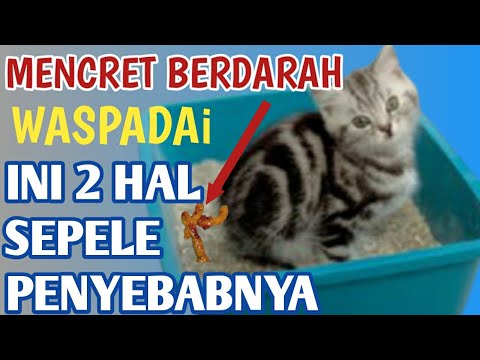 Video: Darah Dalam Kotoran Kucing Atau Kucing: Penyebab (termasuk Saat Anak Kucing Menangis) Dan Pengobatan, Rekomendasi Ahli