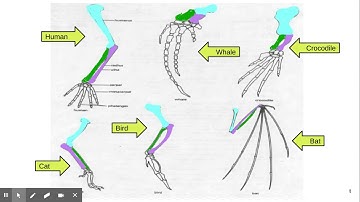 Evidence of Evolution - Part 1 Homologous Structures