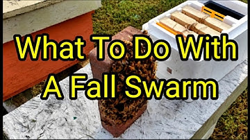 What To Do With A Fall Swarm